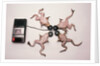 Frogs Undergoing Hypnosis by Anonymous
