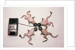 Frogs Undergoing Hypnosis by Anonymous