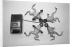 Frogs Undergoing Hypnosis by Anonymous