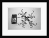 Frogs Undergoing Hypnosis by Anonymous