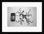 Frogs Undergoing Hypnosis by Anonymous