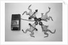 Frogs Undergoing Hypnosis by Anonymous