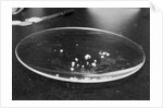 Crack Granules by Anonymous