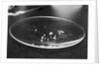 Crack Granules by Anonymous