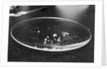 Crack Granules by Anonymous
