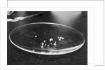 Crack Granules by Anonymous