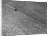 Field of Crops by Anonymous