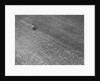 Field of Crops by Anonymous