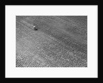 Field of Crops by Anonymous
