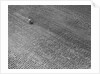 Field of Crops by Anonymous