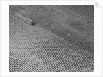 Field of Crops by Anonymous