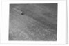 Field of Crops by Anonymous