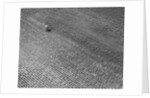 Field of Crops by Anonymous