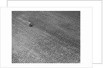 Field of Crops by Anonymous