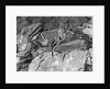 Red Rocks Ampitheater Follows Contours of Surrounding Cliffs by Anonymous