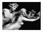Bernini'S Sculpture Of Apollo & Daphne by Anonymous