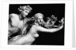 Bernini'S Sculpture Of Apollo & Daphne by Anonymous