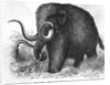 Mammoth by Anonymous