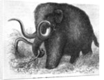 Mammoth by Anonymous