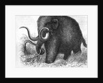 Mammoth by Anonymous