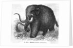 Mammoth by Anonymous