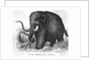 Mammoth by Anonymous