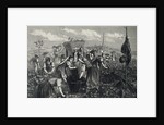 Engraving Depicting Grape Harvest by Anonymous