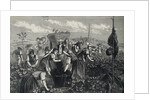 Engraving Depicting Grape Harvest by Anonymous