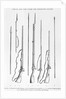 Illustration of 18th-Century Rifles and Other Weapons by Anonymous