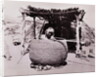 Woman Weaving Basket by Anonymous