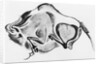 Prehistoric Drawing of a Bison by Anonymous