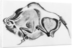 Prehistoric Drawing of a Bison by Anonymous