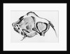 Prehistoric Drawing of a Bison by Anonymous