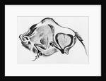 Prehistoric Drawing of a Bison by Anonymous