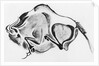 Prehistoric Drawing of a Bison by Anonymous