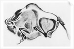 Prehistoric Drawing of a Bison by Anonymous