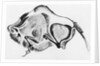 Prehistoric Drawing of a Bison by Anonymous