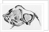 Prehistoric Drawing of a Bison by Anonymous