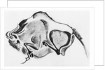 Prehistoric Drawing of a Bison by Anonymous