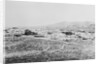 Town of Tombstone by Anonymous
