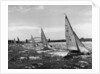 Small Boats Sailing on Sydney Harbor by Anonymous