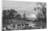 Cattle in Stream by Anonymous
