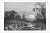 Cattle in Stream by Anonymous