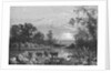 Cattle in Stream by Anonymous