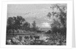 Cattle in Stream by Anonymous