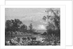Cattle in Stream by Anonymous