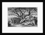 War Dance of the Zulu Tribe by Anonymous
