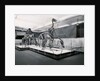 View of Tyrannosaur Skeletons in Museum by Anonymous