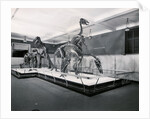 View of Tyrannosaur Skeletons in Museum by Anonymous