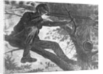 Man Aiming Rifle from a Tree by Anonymous